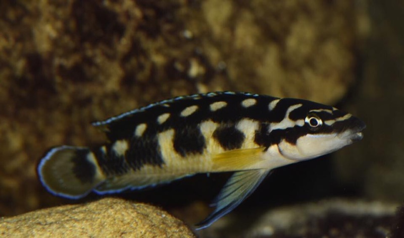 Julidochromis transcriptus 'Bemba'